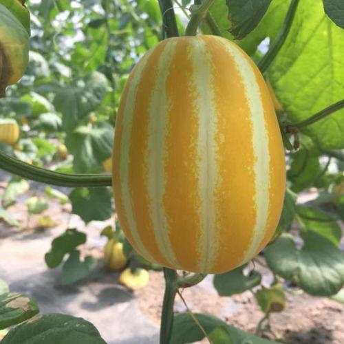 上海网红八卦吃瓜微博,吃瓜群众热议不断